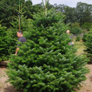 Our Famous Nordmann fir Christmas Tree Selection